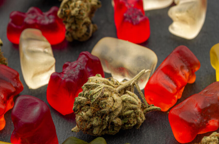  How hhc gummies are made – from hemp to edible?